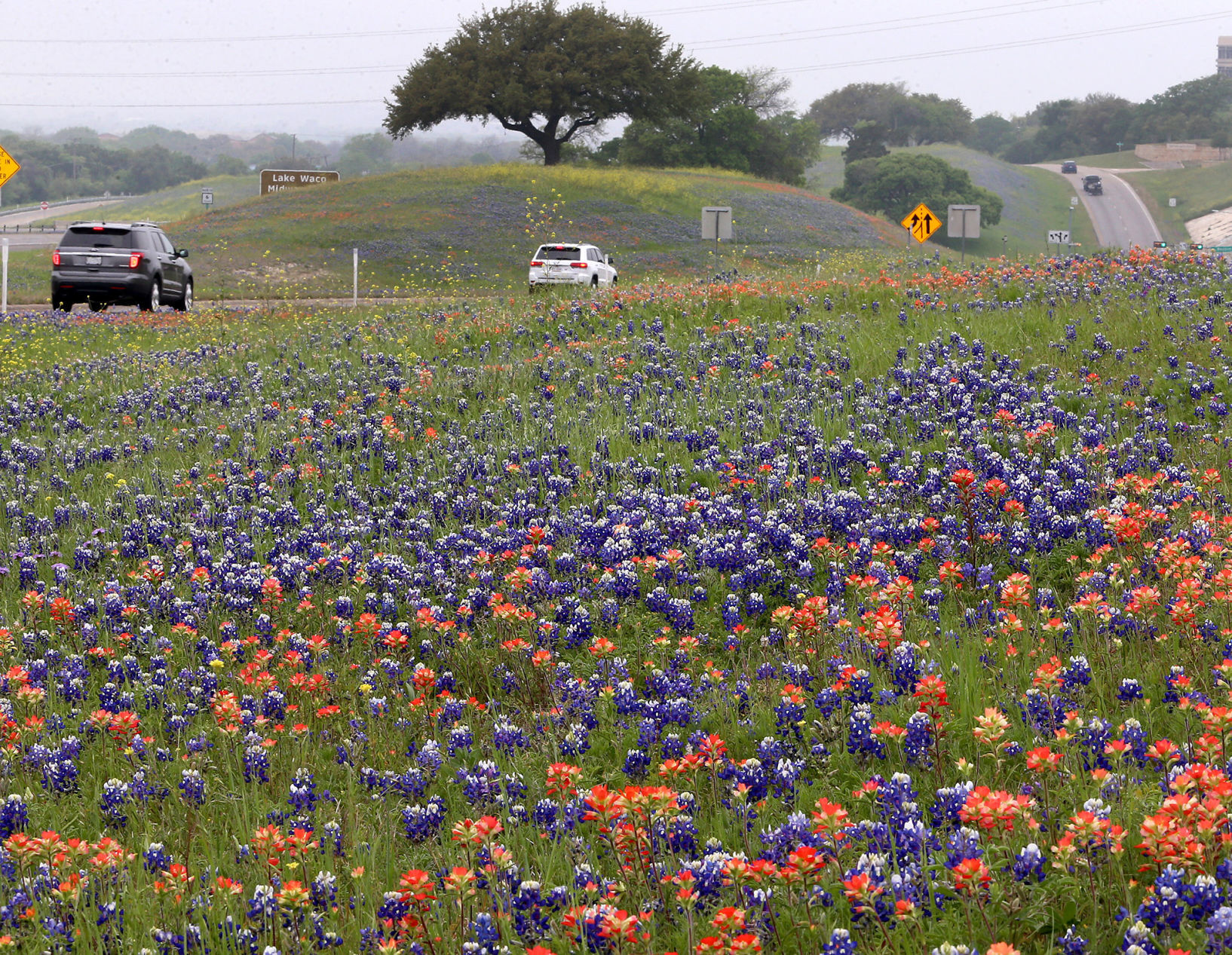 Wildflowers